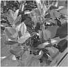 Mandevilla%20sanderi%20%27MAN216902%27