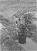 Mandevilla%20x%20amabilis%20X%20Mandevilla%20hybrida%20%27Lankentucky%27