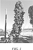 Humulus%20lupulus%20%27HBC%20682%27
