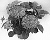 Hydrangea%20macrophylla%20%27SCHROLL85-09-02%27