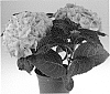 Hydrangea%20macrophylla%20%27SCHROLL121-12-01%27