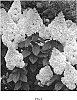Hydrangea%20paniculata%20%27KOLMAKILIMA%27