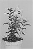 Veronica%20longifolia%20%27Allvbride%27