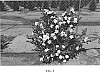 Gardenia%20jasminoides%20%274MARIAJ01%27