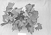 Ipomoea%20batatas%20%28L.%29%20Lam.%20%27NCORNSP-023BWAM%27