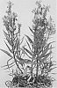 Physostegia%20virginiana%20%27Nicauca%27