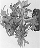 Lupinus%20hybrid%20%27WCLMALA%27