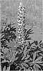 Lupinus%20hybrid%20%27WCLKICA%27