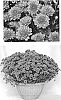 Chrysanthemum%20X%20morifolium%20%27Ice%20Pink%20Igloo%27