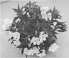 Alstroemeria%20hybrida%20%27Zaprilaur%27