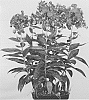 Phlox%20paniculata%20%27Verspurple%27