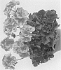 Pelargonium%20x%20hortorum%20X%20Pelargonium%20peltatum%20%27Pactiopea%27