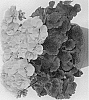 Pelargonium%20x%20hortorum%20%27Pacalm%27