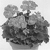 Pelargonium%20x%20hortorum%20%27Pacletta%27