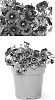 Calibrachoa%20sp.%20%27BBCAL76001%27