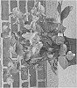 Helleborus%20X%20hybridus%20%27EPB%20210%27