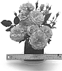 Rosa%20hybrida%20%27WEKcifrabaun%27