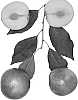 Interspecific%20Prunus%20species%20%27Sunset%20Plapple%27