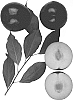 Interspecific%20Prunus%20species%20%27Sherri%27s%20Flavor%27