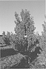 Prunus%20persica%20%28L.%29%20Batsch%20%27CAKEMOON%27
