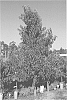 Prunus%20persica%20%28L.%29%20Batsch%20%27CAKESNOW%27