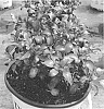 Coprosma%20repens%20%27NGCOP7%27
