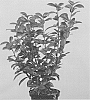 Prunus%20laurocerasus%20%27Jong1%27