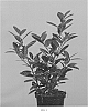 Prunus%20laurocerasus%20%27Jong2%27