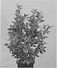 Prunus%20laurocerasus%20%27Jong3%27