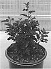 Physocarpus%20opulifolius%20%27Minall2%27