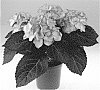 Hydrangea%20macrophylla%20%27SCHROLL42-12-01%27