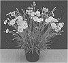 Dianthus%20x%20allwoodii%20hort.%20%27WP15%20PIE45%27