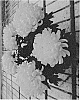 Chrysanthemum%20X%20morifolium%20%27Fichrycosyel%27
