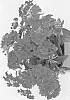 Verbena%20hybrida%20%27Duelinmagen%27