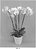 Phalaenopsis%20hybrid%20%27PHALGONDAL%27