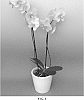 Phalaenopsis%20hybrid%20%27PHALGLAZAL%27