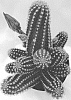 Echinopsis%20hybrida%20%27Ruby%20Starlight%27