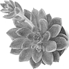 Graptoveria%20hybrid%20%27PETRA%27S%20BEAUTY%27