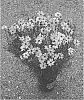 Coreopsis%20hybrid%20%27Shades%20of%20Ros%C3%83%C2%A9%27