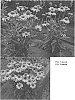 Echinacea%20spp.%20%27TNECHKY%27