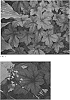 X%20Heucherella%20%28Heuchera%20x%20Tiarella%29%20%27Pumpkin%20Spice%27