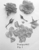 Rosa%20hybrid%20%27Poulpar095%27