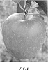 Malus%20domestica%20%27Luiza%27