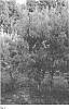 Prunus%20persica%20%28L.%29%20Batsch%20%27CAKELAM%27