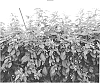 Rubus%20idaeus%20%27PS-06.024-27%27