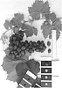 Vitis%20interspecific%20hybrid%20%27IFG%20Thirty-one%27