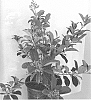 Viburnum%20odoratissimum%20%27COMPACT01%27