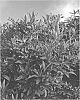 Illicium%20%27NCIH1%27