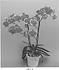 Phalaenopsis%20hybrid%20%27PHALOSZIH%27