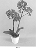 Phalaenopsis%20hybrid%20%27PHALFUCAL%27